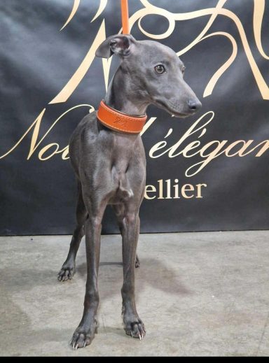 petit lévrier italien portant collier cuir orange sellier artisanal modèle intemporel