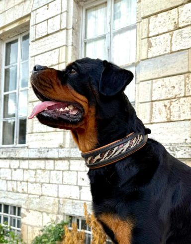 rottweiler portant collier cuir pailleté artisanal effet léopard modèle Scandaleux