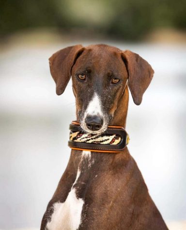 chien azawakh avec collier cuir large modèle Scandaleux pailleté artisanal