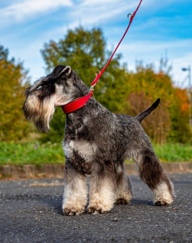 schnauzer portant collier cuir rouge avec laisse assortie artisanale