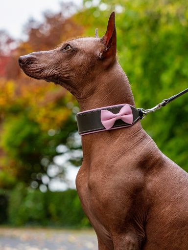 chien xolo portant collier cuir gris avec noeud rose artisanal