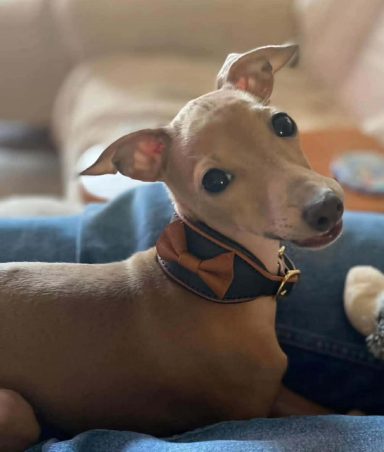 chien petit lévrier italien portant collier cuir artisanal avec noeud élégant