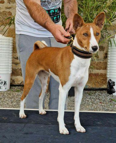 chien basenji avec collier cuir artisanal décor doré modèle Iconique