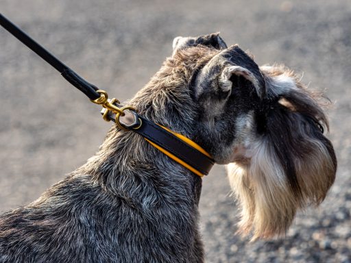 schnauzer portant collier cuir noir et jaune avec bouclerie laiton et laisse assortie