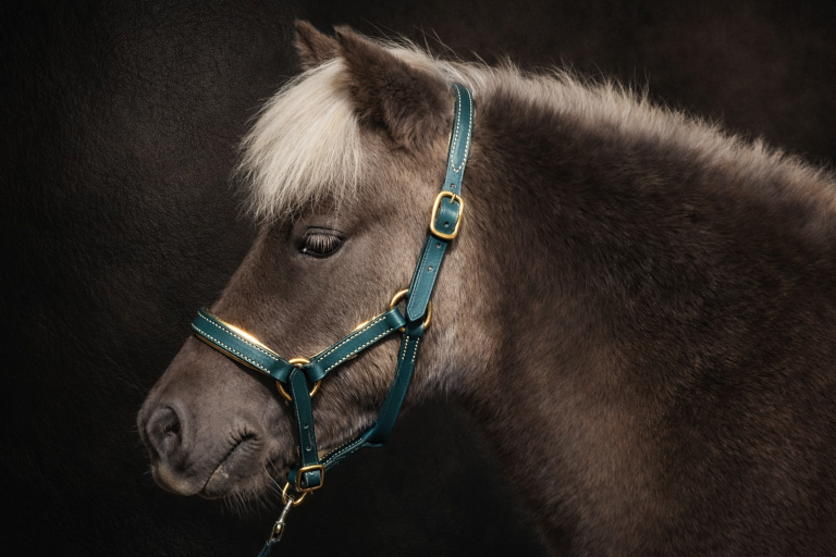 poney miniature portant licol cuir turquoise artisanal avec boucles dorées