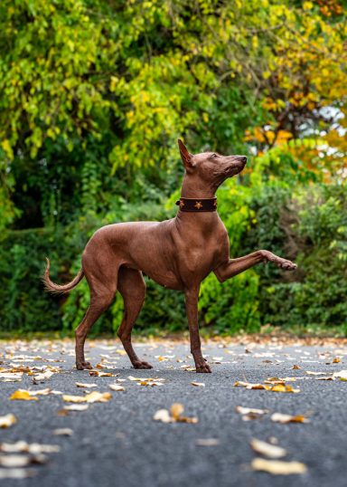 chien nu du Mexique portant collier cuir avec décor étoiles en extérieur